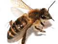 Pszczoła z muchówką Apocephalus borealis, składającą jaja w jej ciele. Autorzy: Core A., Runckel C., Ivers J., Quock C., Siapno T., et al. (2012). A new threat to honey bees, the parasitic phorid fly "Apocephalus borealis". PLoS ONE 7 (1). DOI:10.1371/journal.pone.0029639. Retrieved on 04 January 2012, źródło: http://commons.wikimedia.org, dostęp: 04.11.14.
